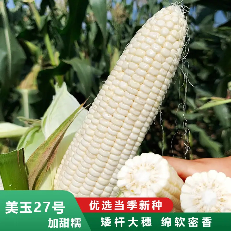 白甜糯玉米美玉27号水果玉米早熟耐热抗病易种植春夏四季播种种子