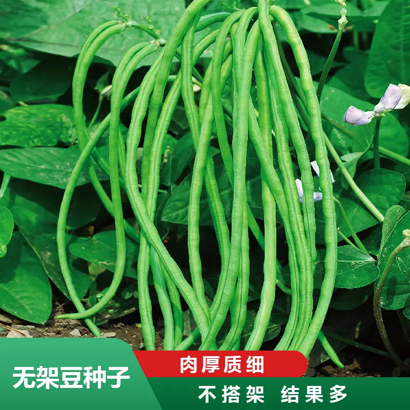 无架豆角种子不搭架豇豆分枝强无筋矮生豆角家庭小院盆栽春秋四季