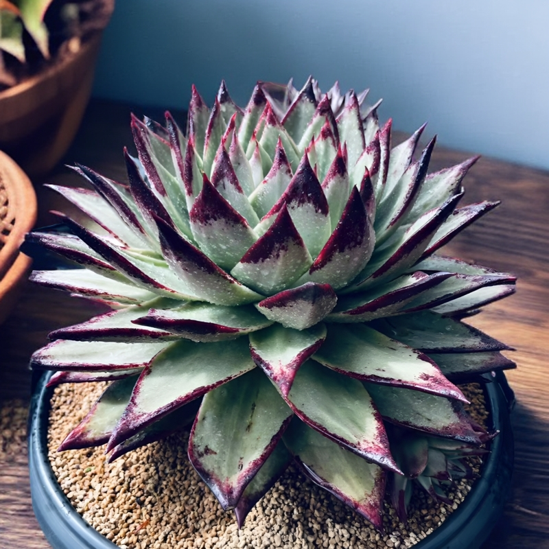 土司园艺老陈直播专用链接（乌木多肉以直播间为准）