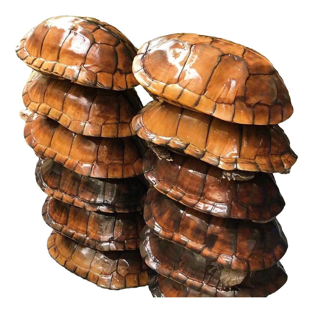 南石金钱龟直播链接一物一拍专用