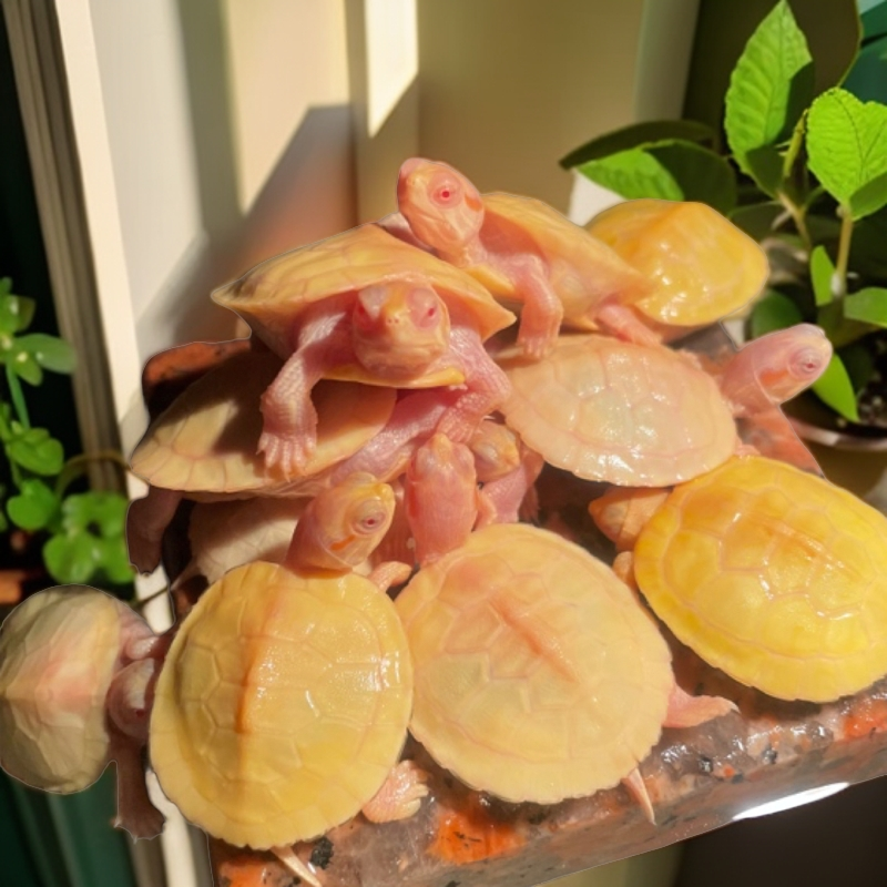 白化变异巴西龟红眼金黄色巴西龟深水宠物观赏小乌龟