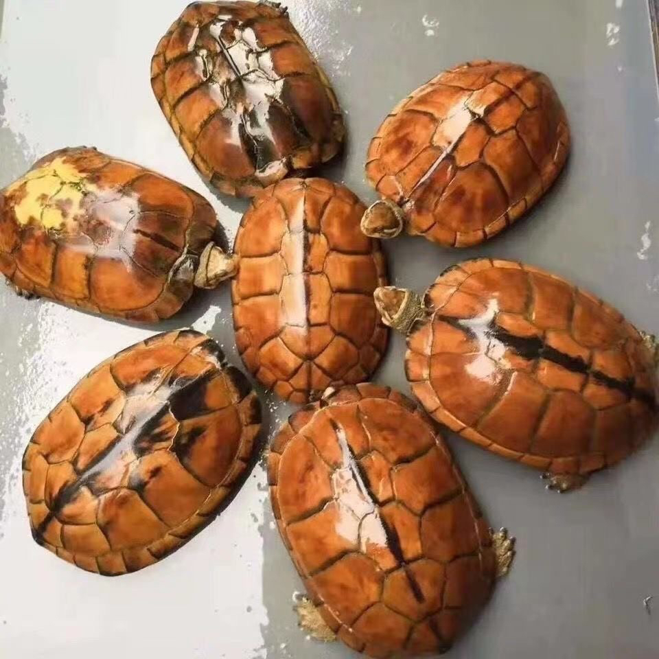 南石龟石金钱龟人工饲养直播链接