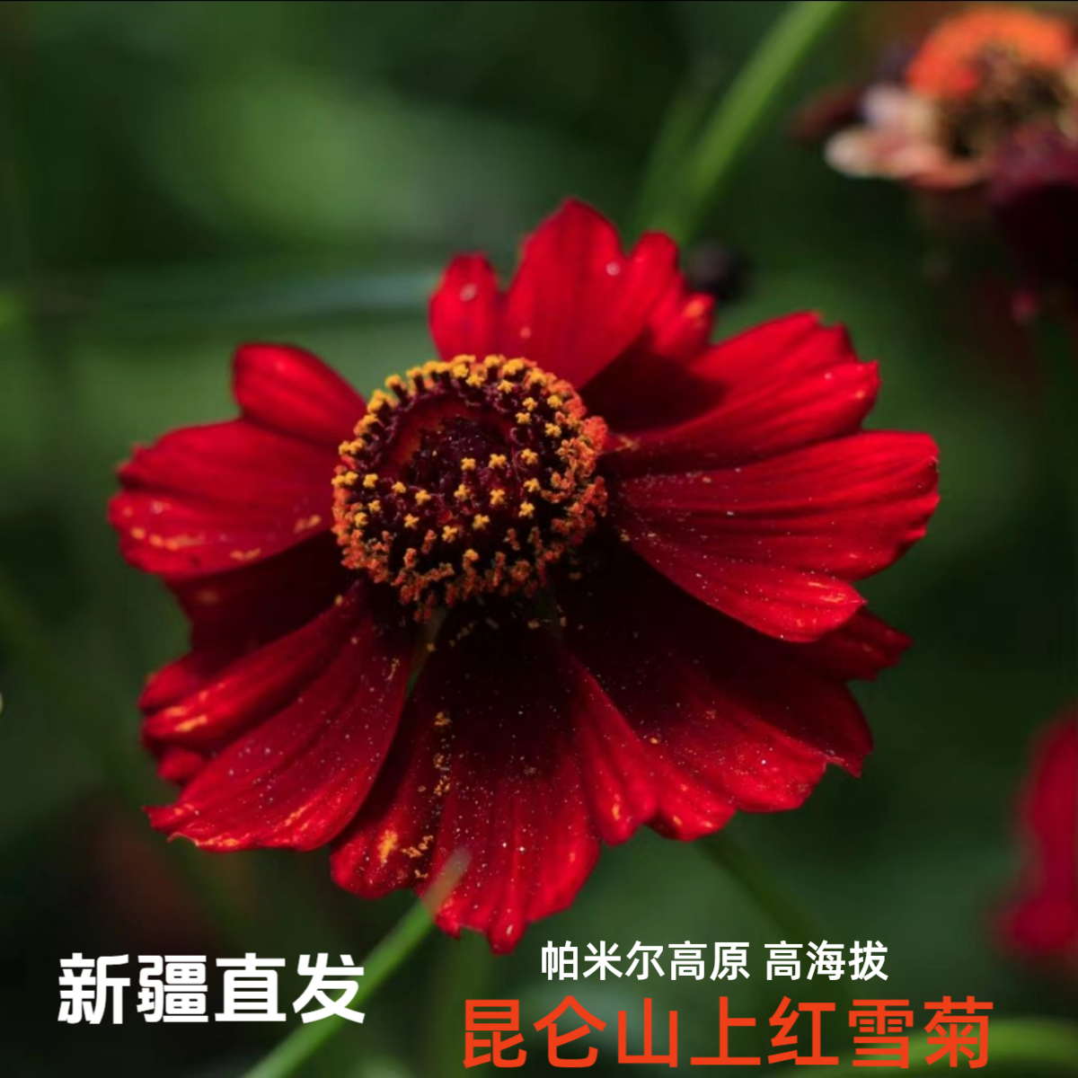 昆仑红雪菊帕米尔高原高海拔红雪菊 40g+2g/罐包邮