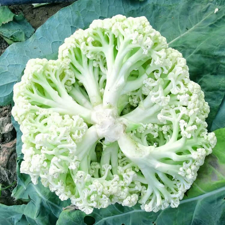 精品有机花菜苗 花菜苗松花菜（寿光苗厂直发）播种浇水催芽成熟