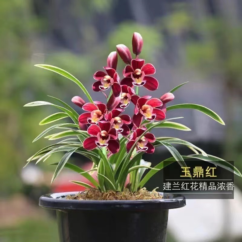 [初见专属] 老种 玉鼎红 花艺双全 带金边 建兰浓香好养绿植花卉