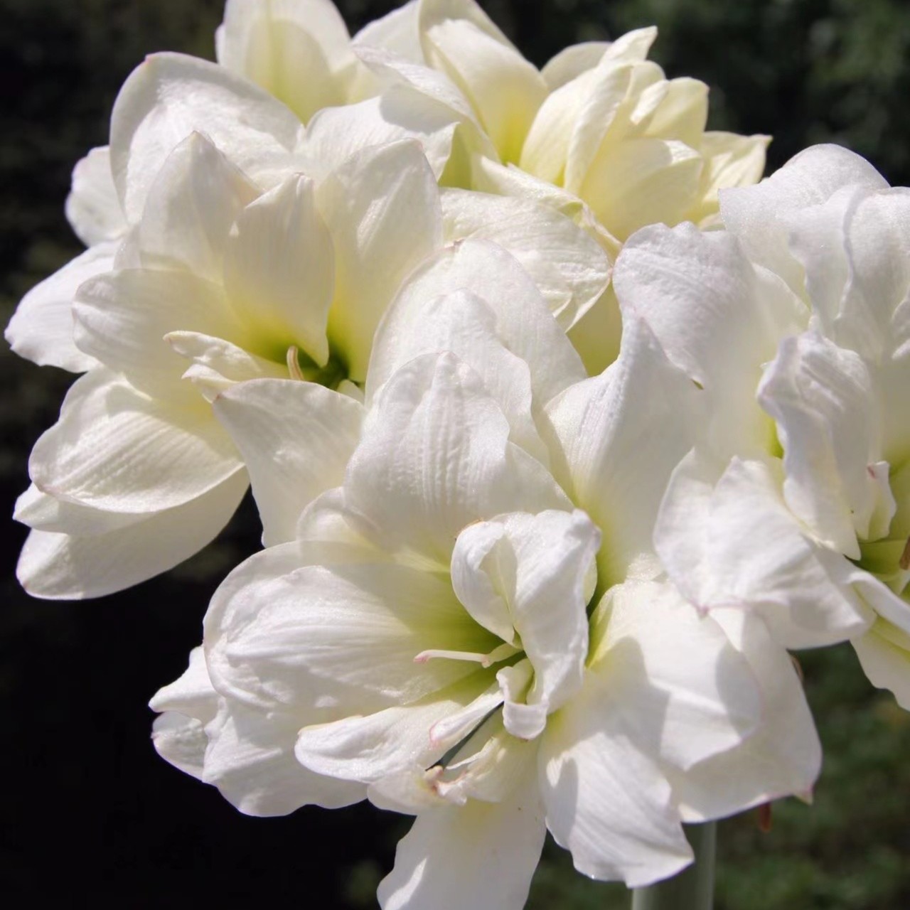 「阿拉斯加」重瓣 秘鲁进口朱顶红 多年生种球 实际偏小 