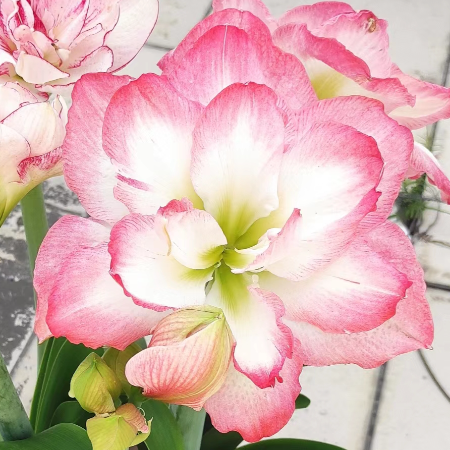 「波兰美人」 基地球 重瓣   朱顶红 