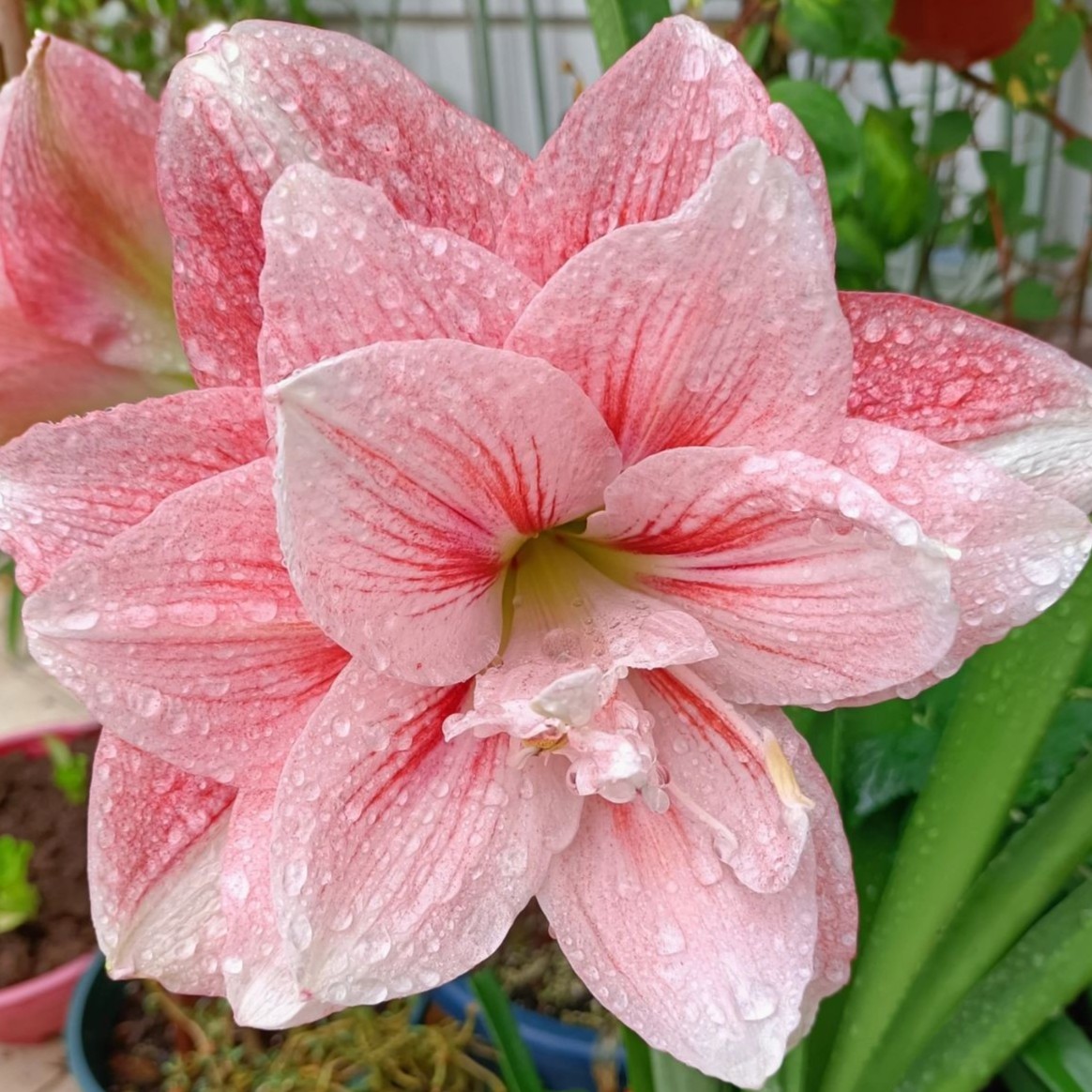 「粉色荣耀 」重瓣自然球 荷兰朱顶红