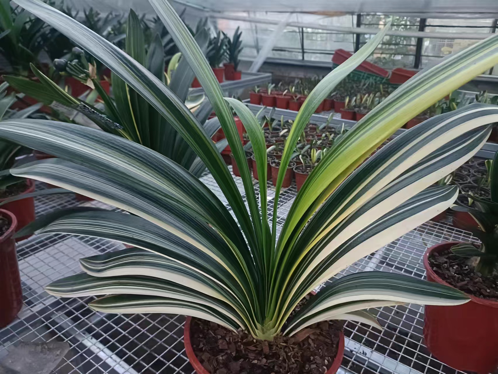 长春老嘎达君子兰专拍链接