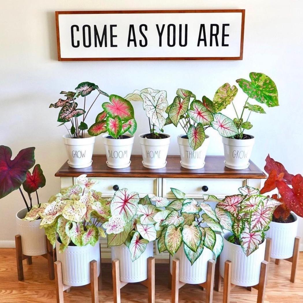 彩叶芋种球福利价