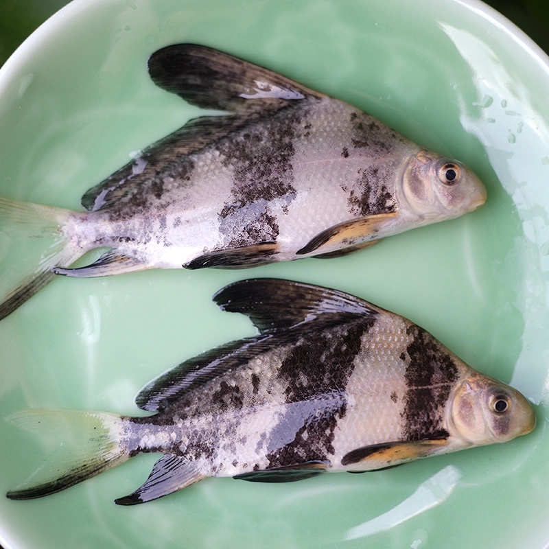 四川（按斤）冰鲜现捞  一帆风顺