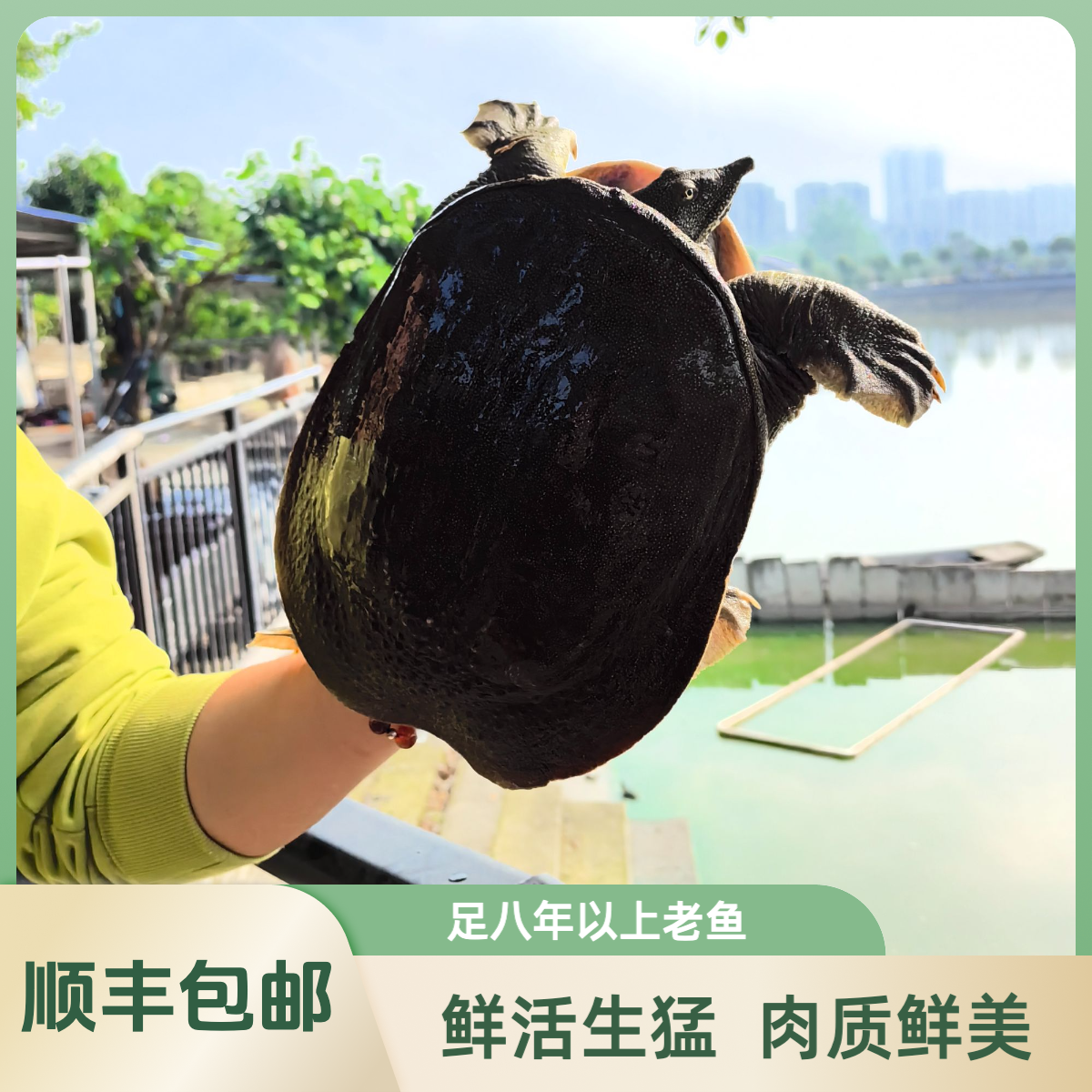 【公鳖】汉寿甲鱼八年以上生态甲鱼散养王八中华鳖鲜活湖南肉质细嫩