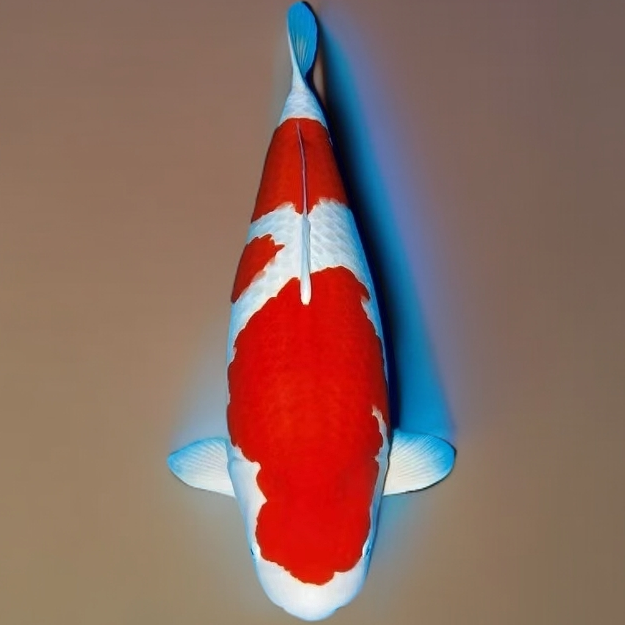 002锦鲤鱼观赏鱼鱼缸直播包邮锦鲤观赏鱼