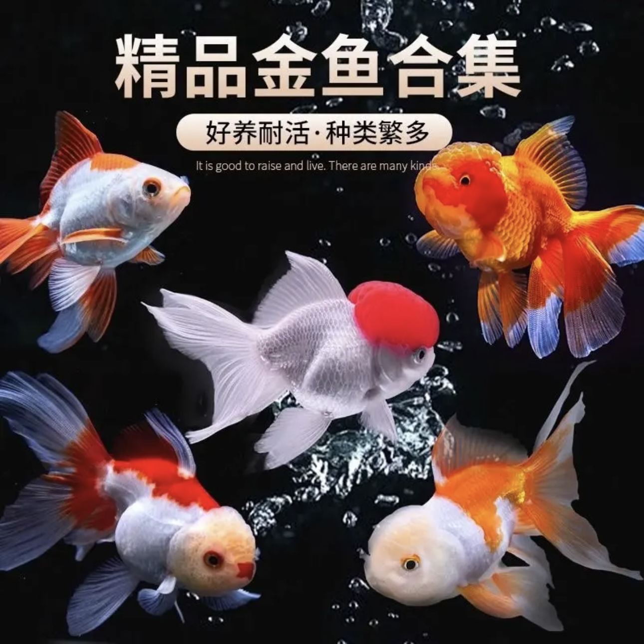 【鱼塘直发】金鱼冷水观赏鱼必须打氧