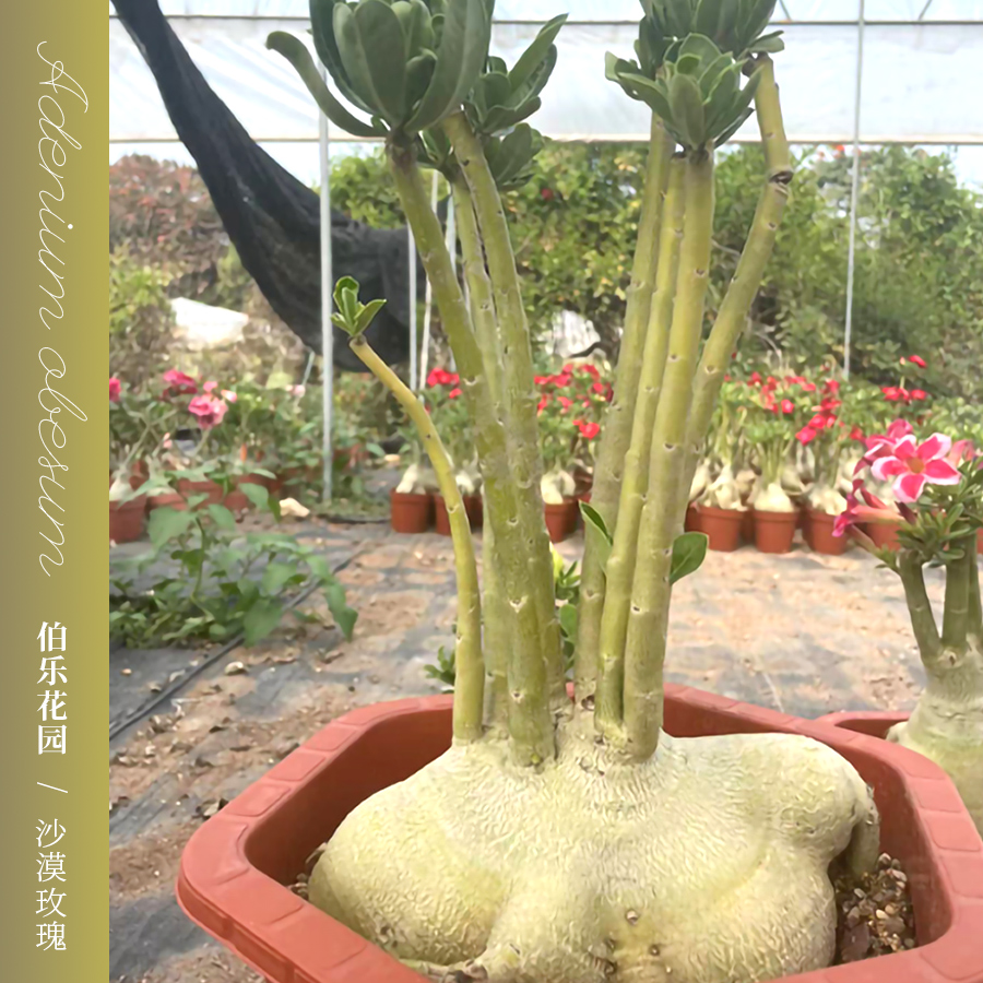 精品沙漠玫瑰提根怪根雏形桩形多年生老盆栽种植花园品种展示