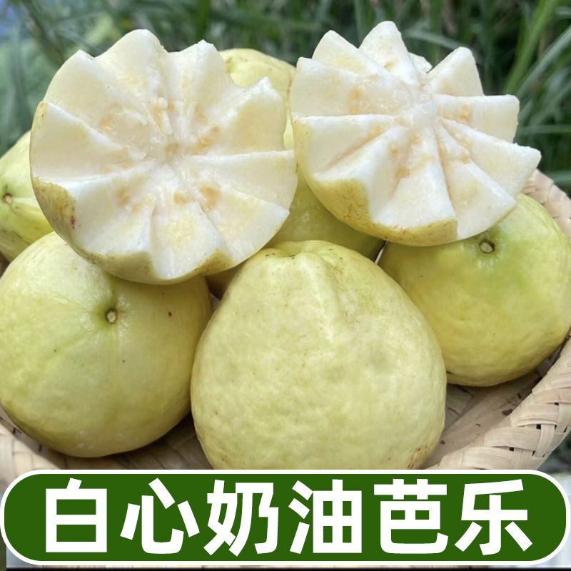 【顺丰包邮】1白心奶油芭乐 当季新鲜水果 新鲜采摘 番石榴3-5斤