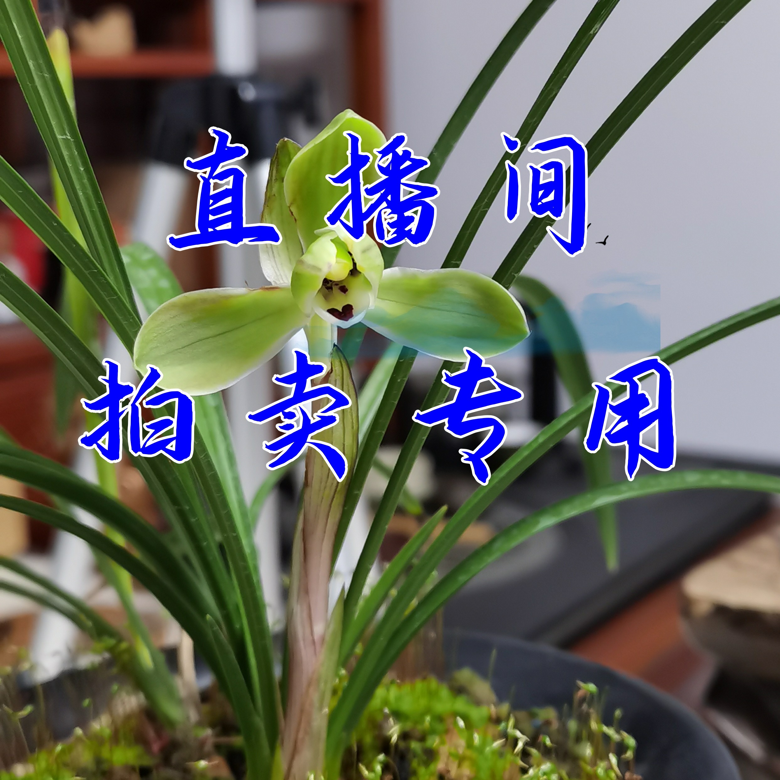 浙江兰花直播拍品（拍下请备注品种）