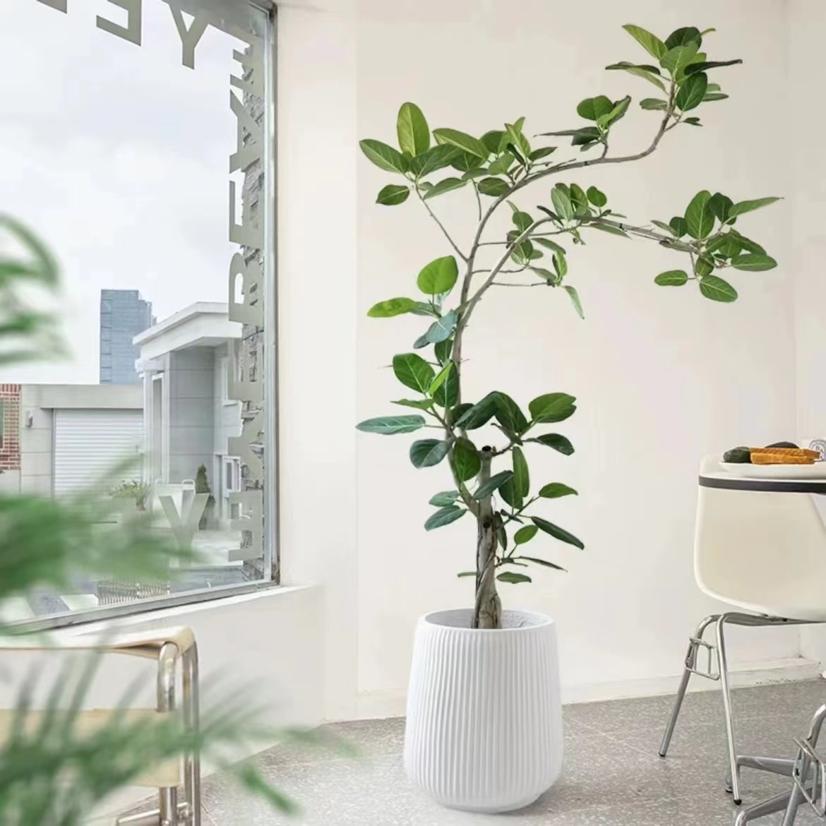 富贵榕～孟加拉榕树高山榕网红绿植室内净化空气绿植黄金榕绿植