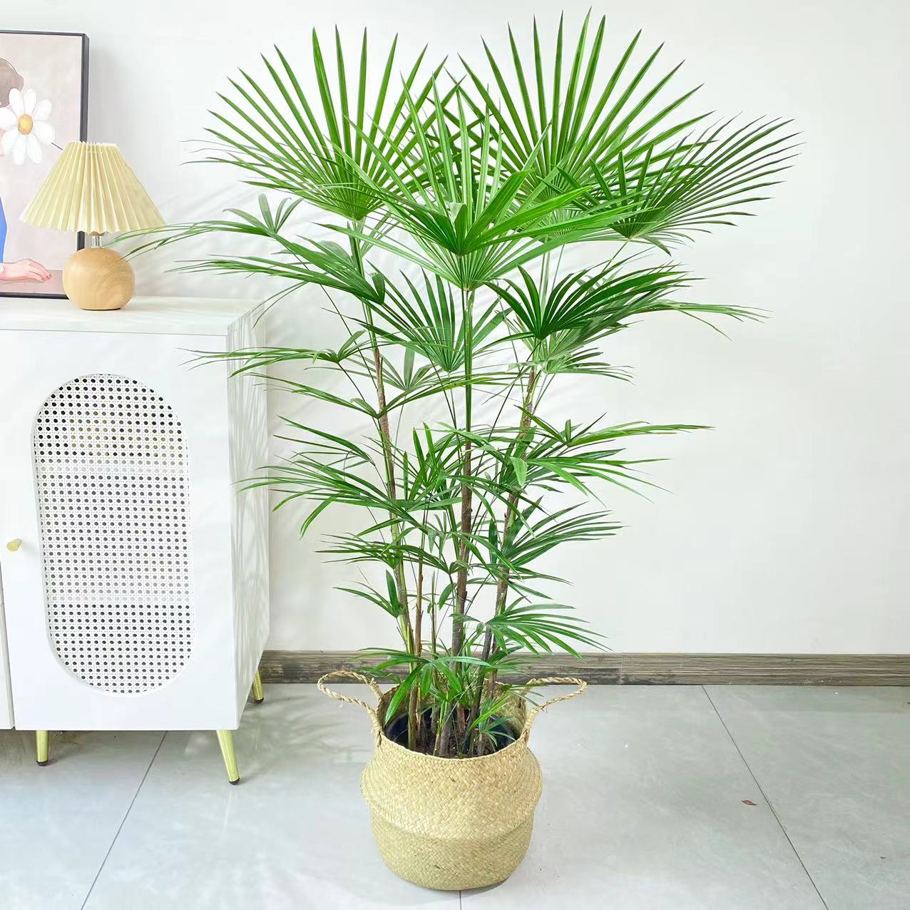 【金山棕竹】观音竹四季常绿室内盆栽办公室耐阴客厅旺宅绿植大型