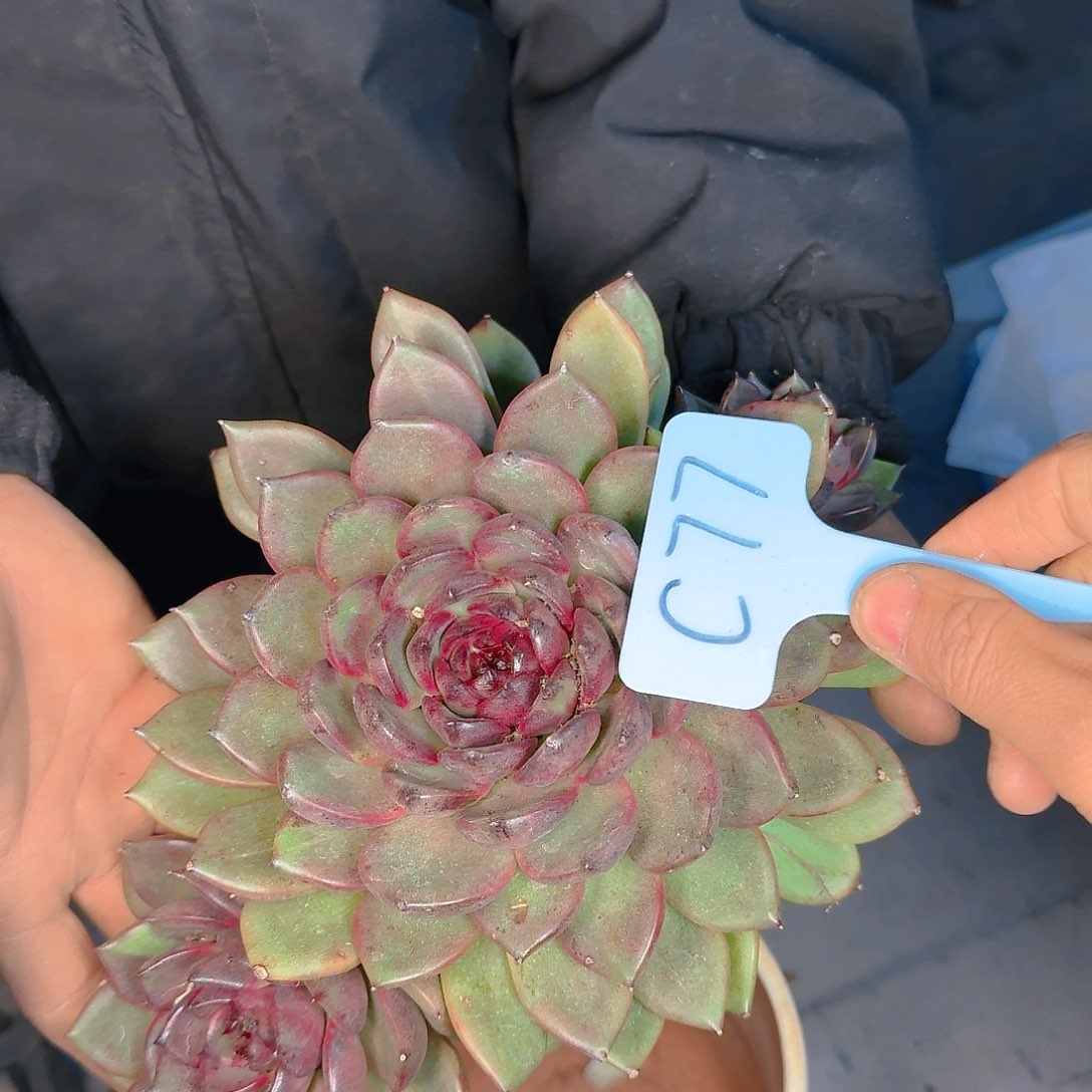 多肉植物的生长发育