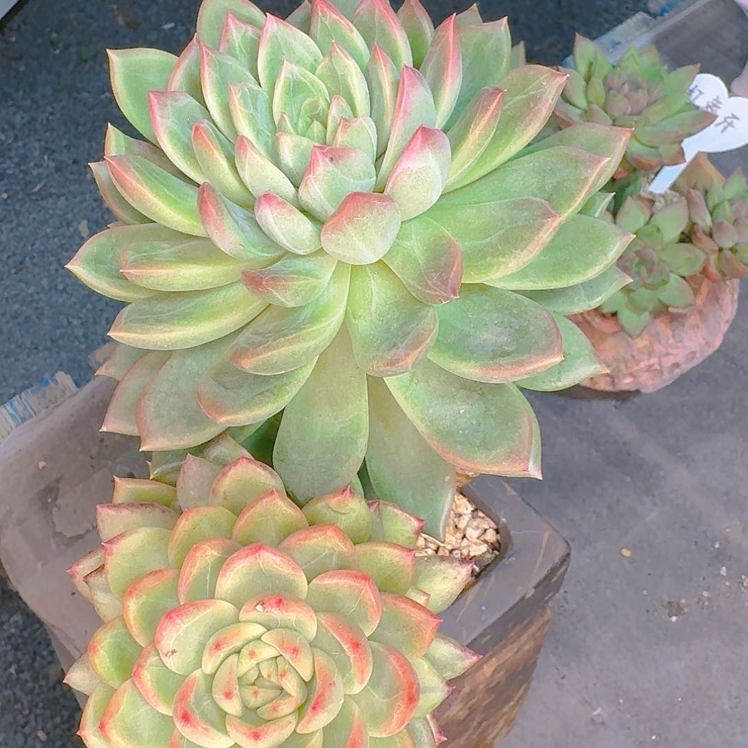 詠****＠多肉植物等植物资源