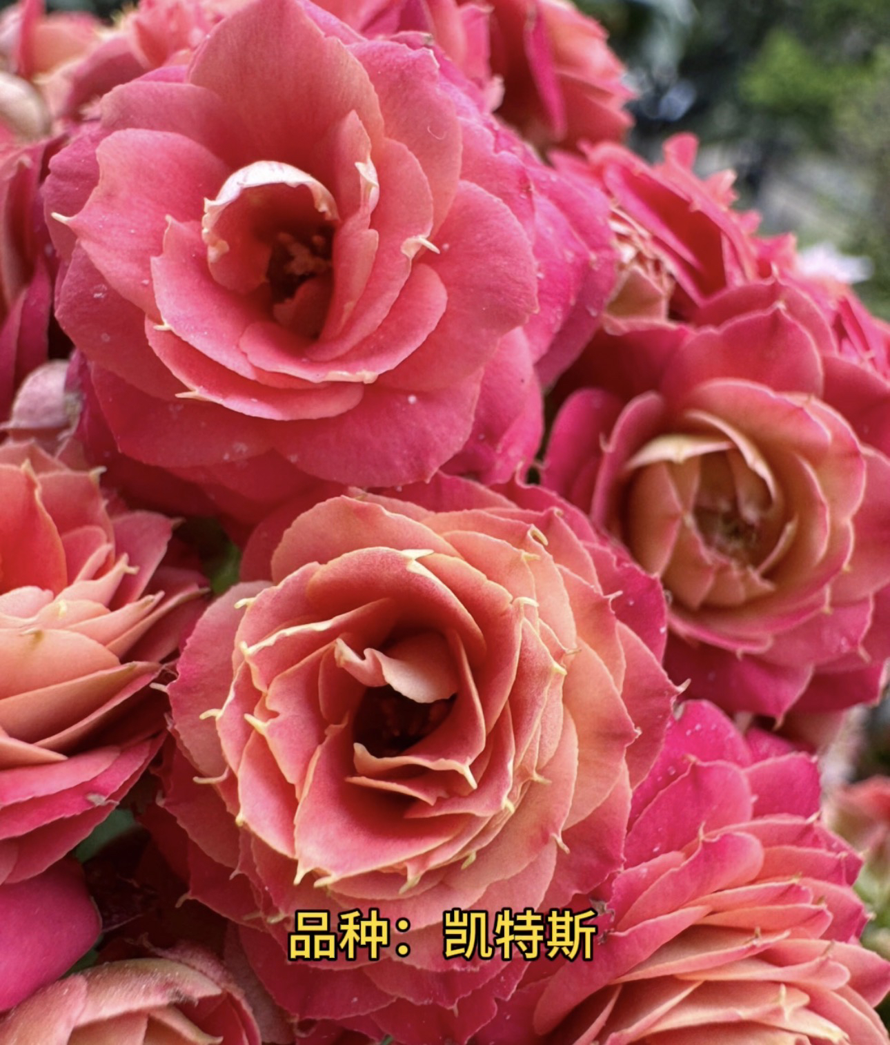 凯特斯 100盆（北京昊景）