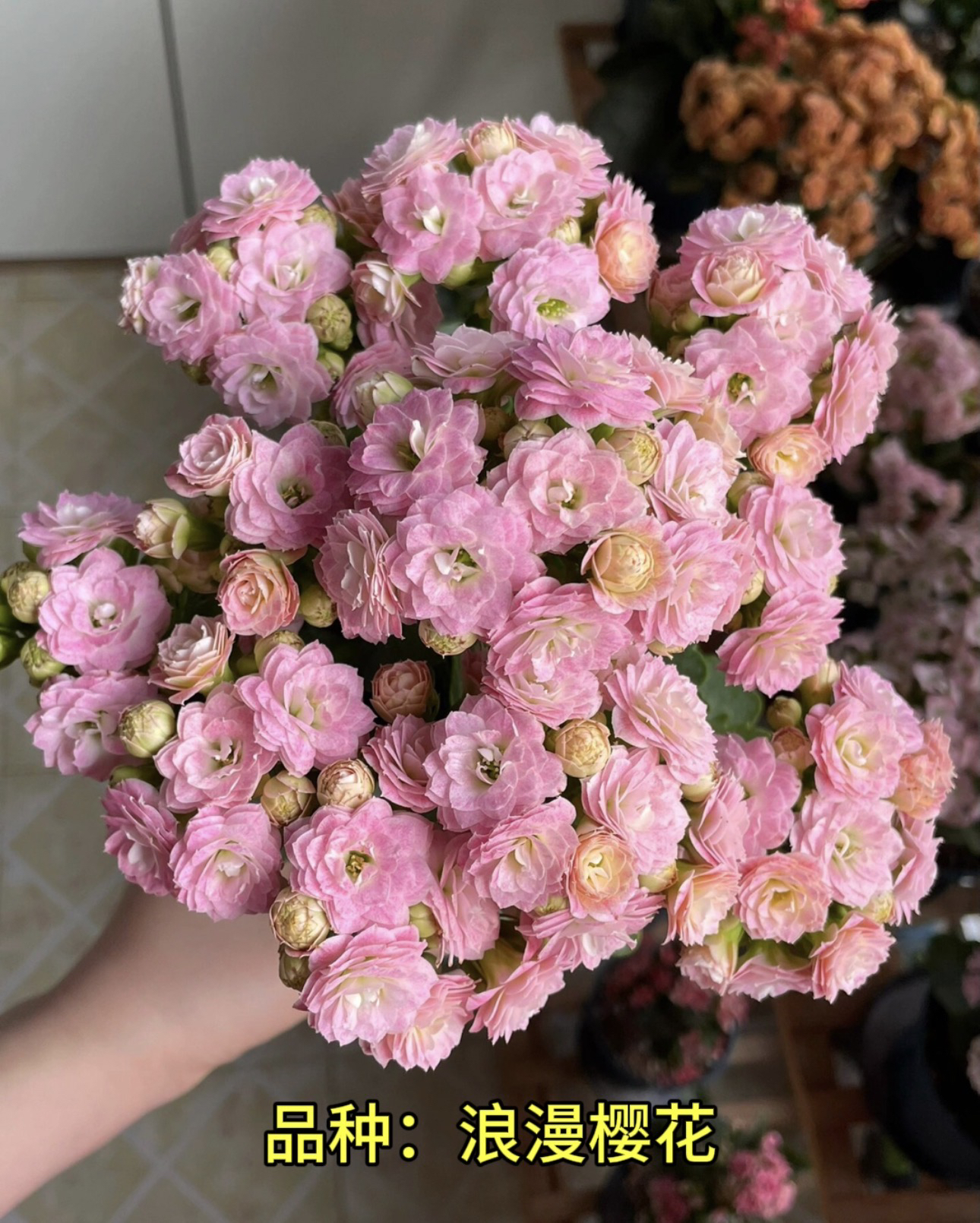 浪漫樱花  110盆 一代独杆
