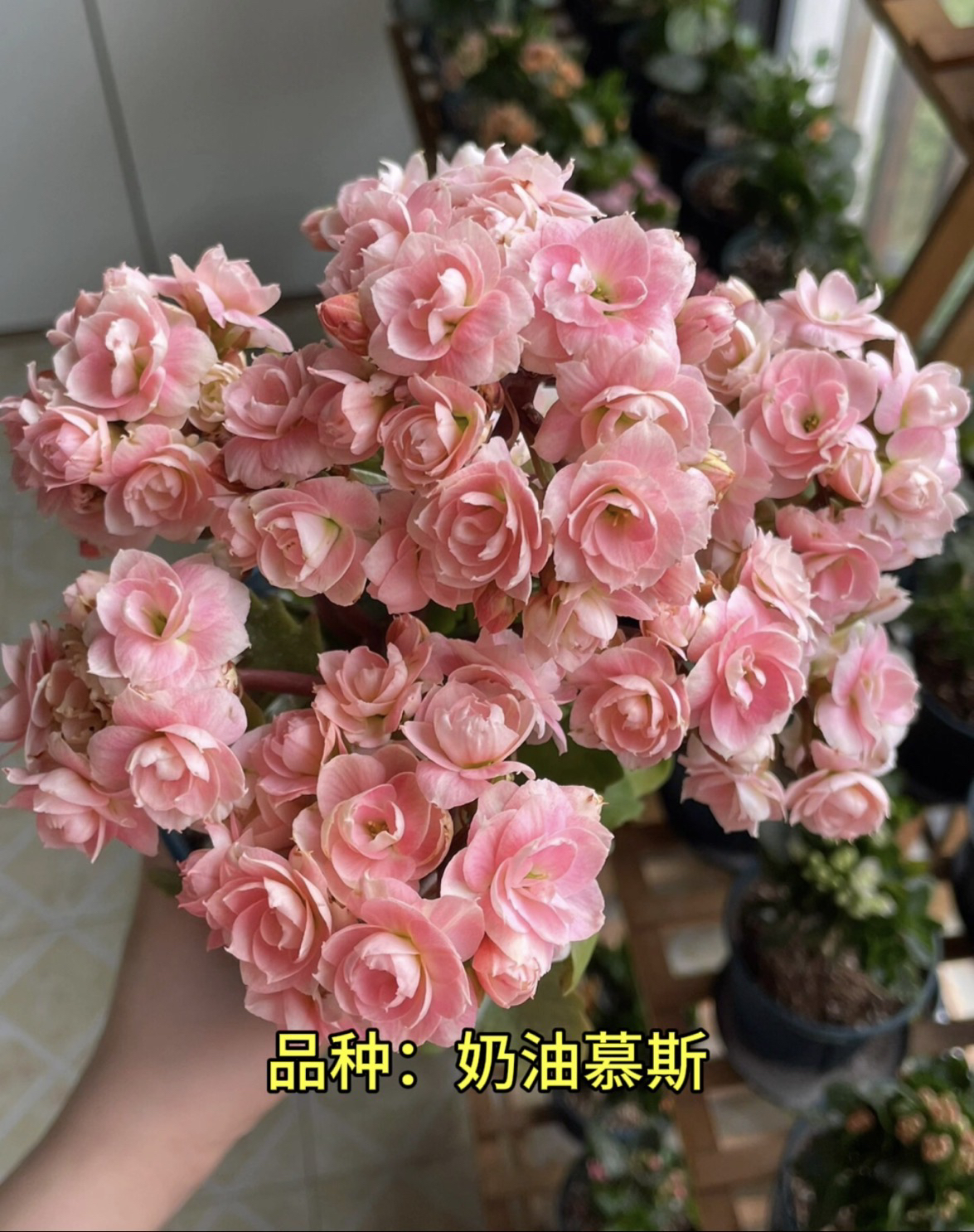 奶油慕斯 130盆 北京昊景 室内盆栽