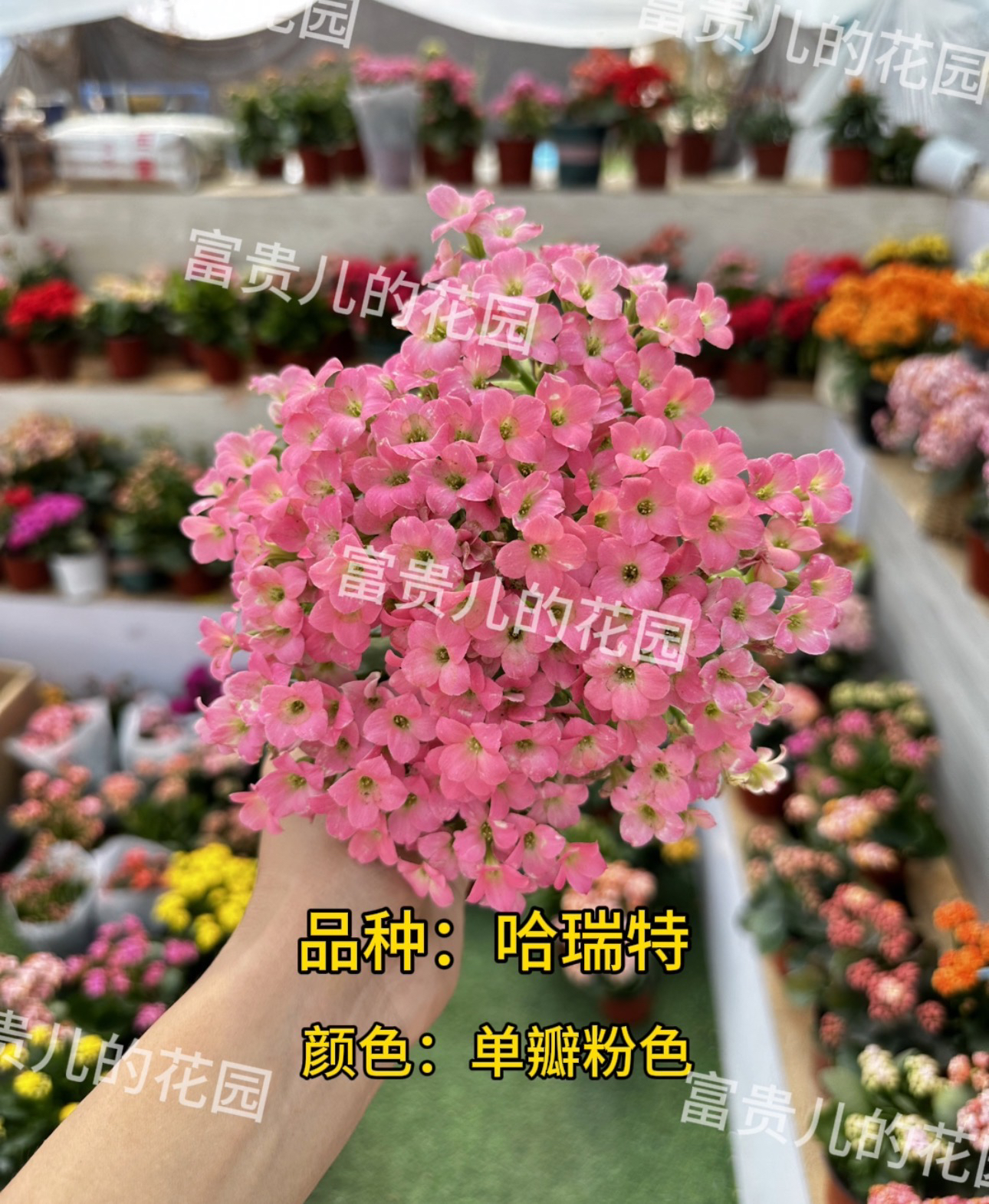 哈瑞特 100盆 北京昊景