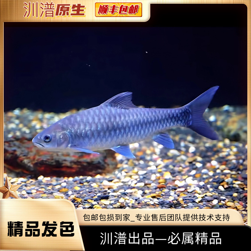 缅甸异口蓝吉罗活体观赏鱼