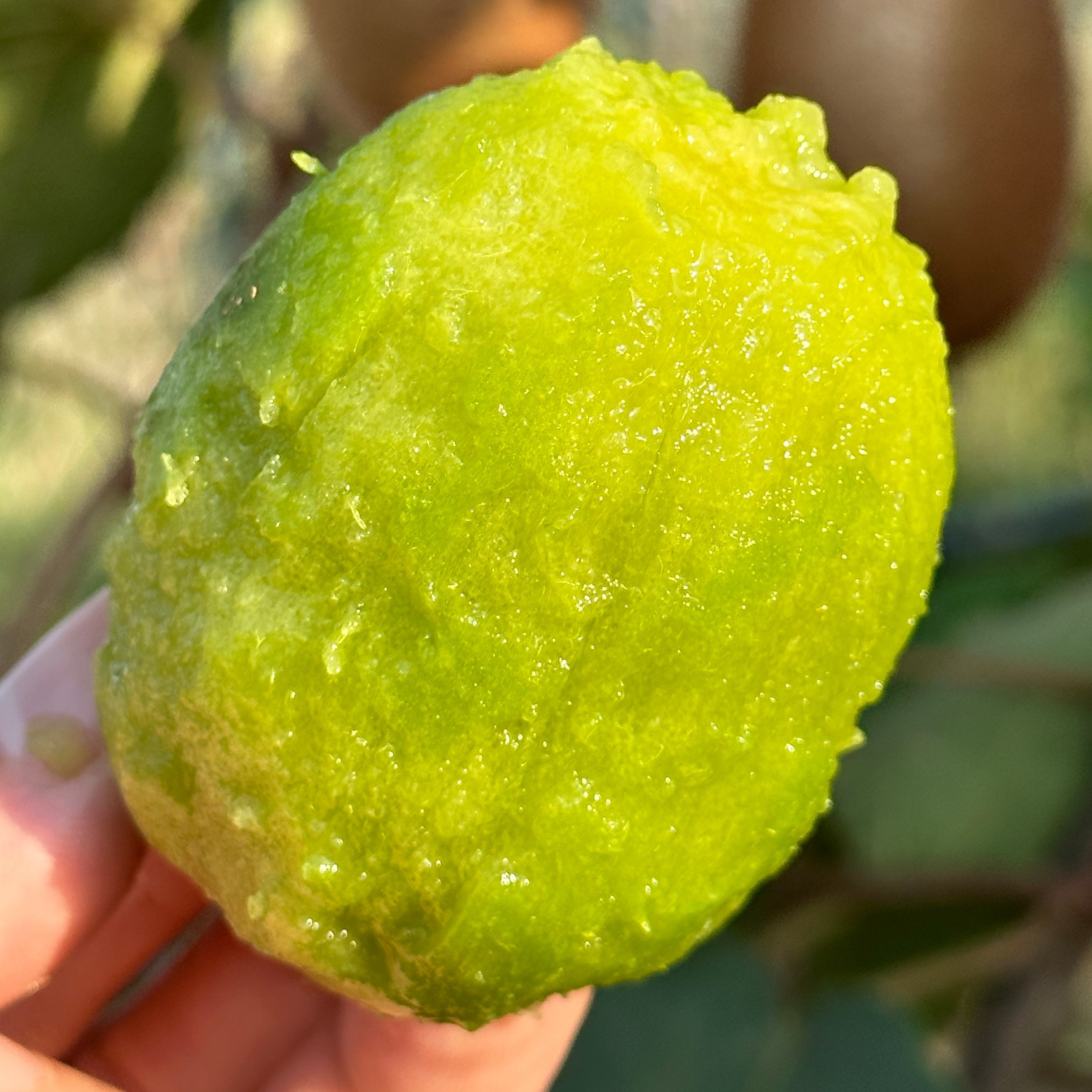 123【徐香】陕西徐香猕猴桃水果正宗陕西特产【普通快递】