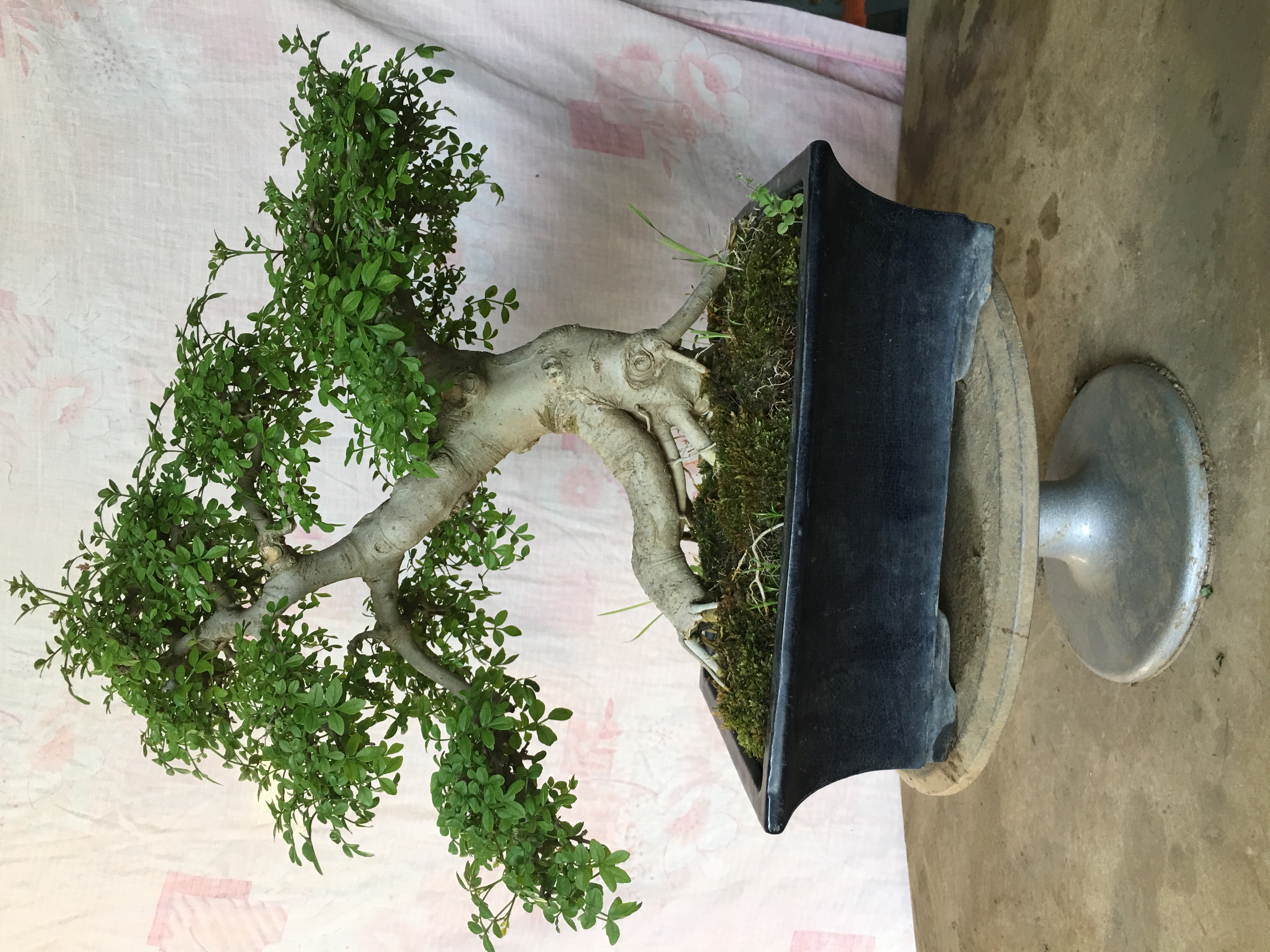对节白蜡掌中宝 微型 童子功 老桩矮霸精品盆景直播大型绿植庭院