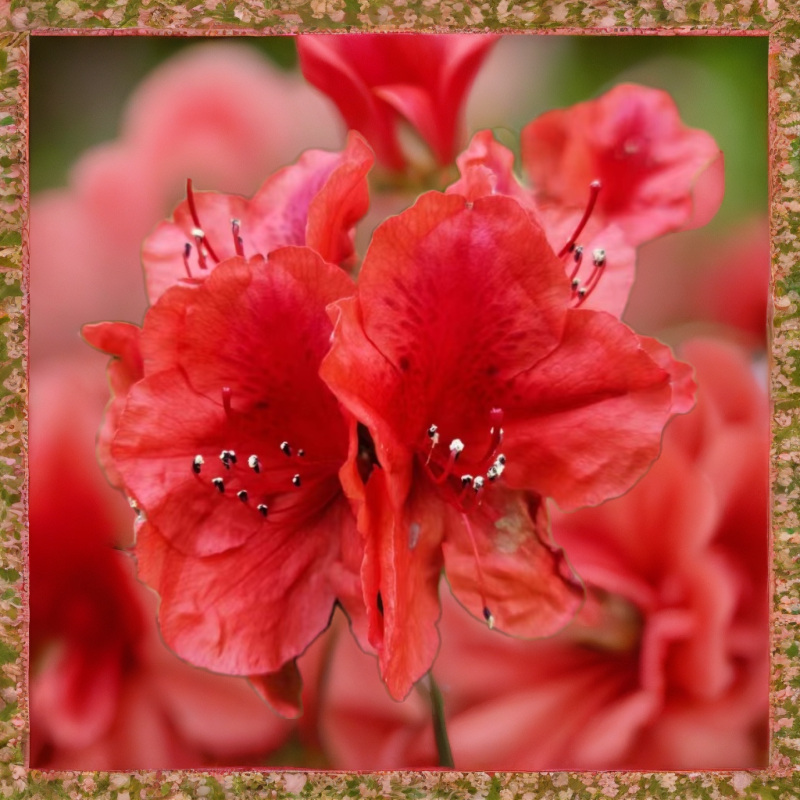 精品映山红素材桩盆景地景造景小摆件