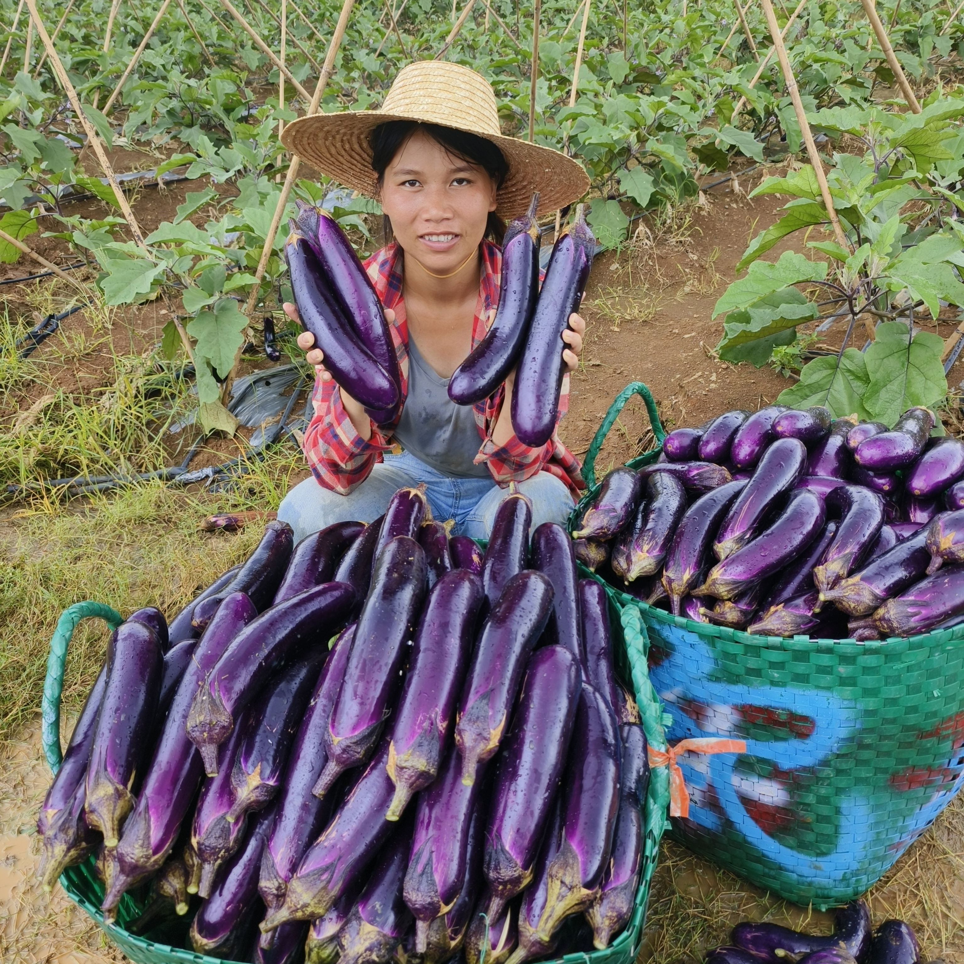 广西露天种植紫皮茄子烧烤香糯鱼香茄子3-5斤