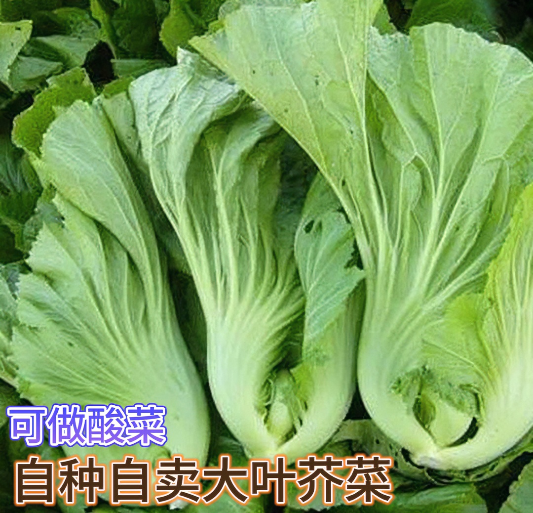 露天自种大叶卷心广西芥菜青菜苦菜酸菜鱼可做酸菜5斤