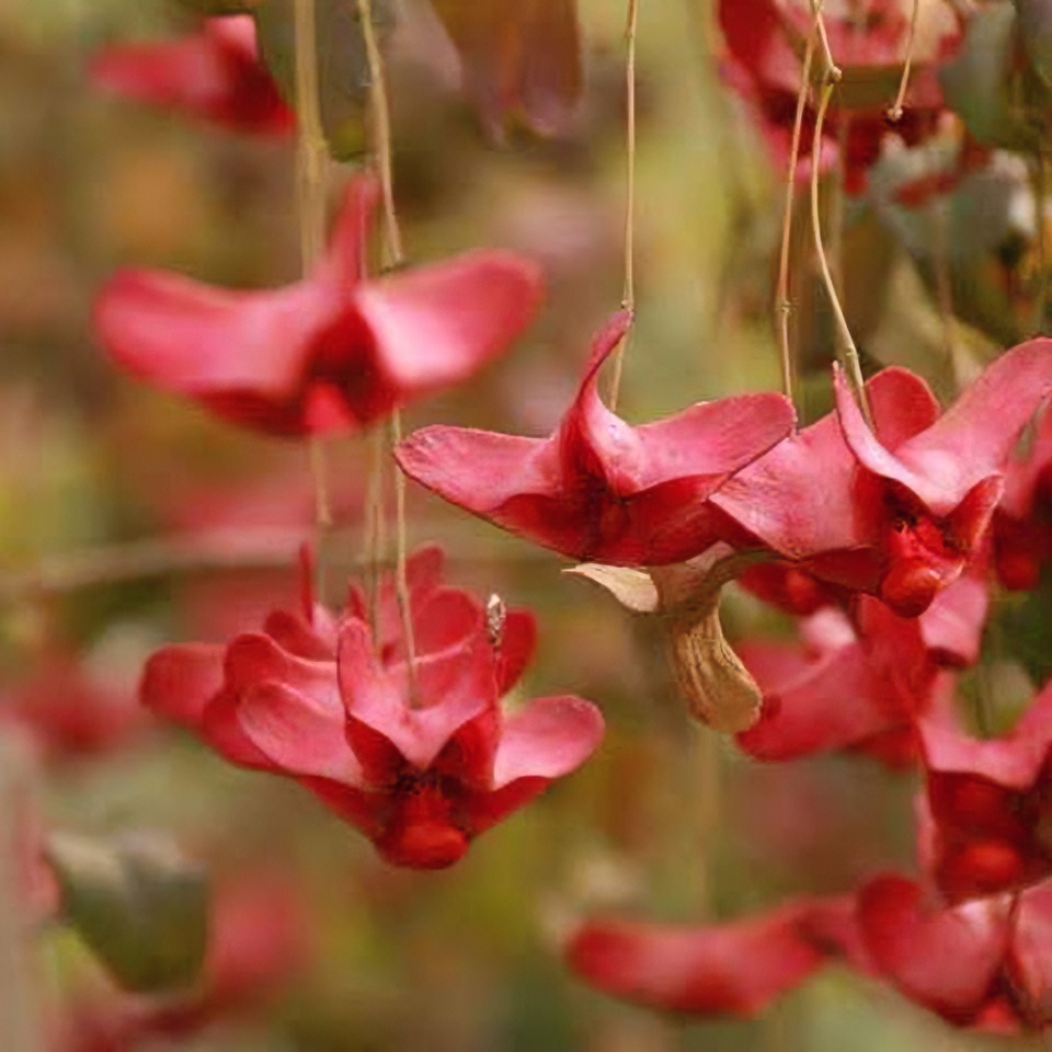 金丝吊垂丝蝴蝶观花观果绿植正宗造型盆栽南北方庭院楼顶光照