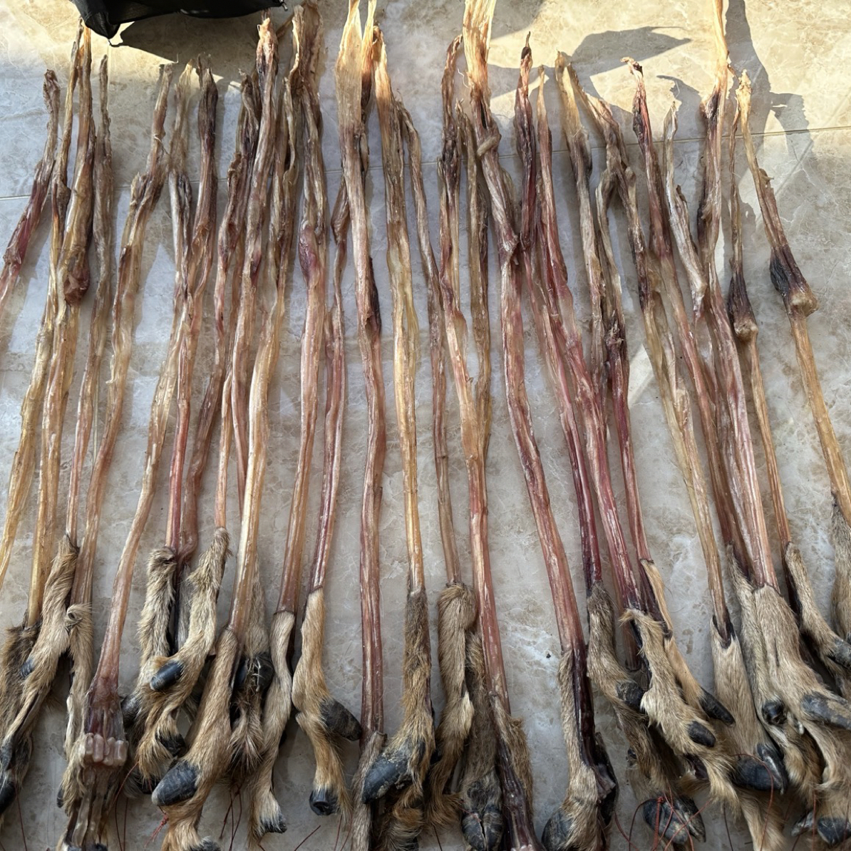 【双阳鹿乡】实物拍鹿蹄筋整根主筋后腿自然晾晒泡酒煲汤炖菜