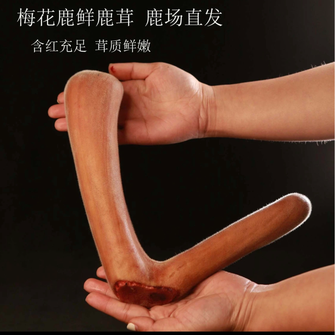 吉林梅花鹿人工养殖鲜鹿茸泡酒煲汤炖菜默认加酒保鲜发货