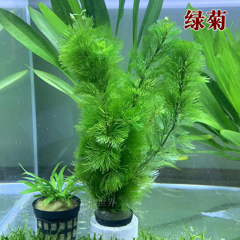 绿菊坨草水草植物活体真草绿植水草懒人新手水草鱼缸造景专用水草