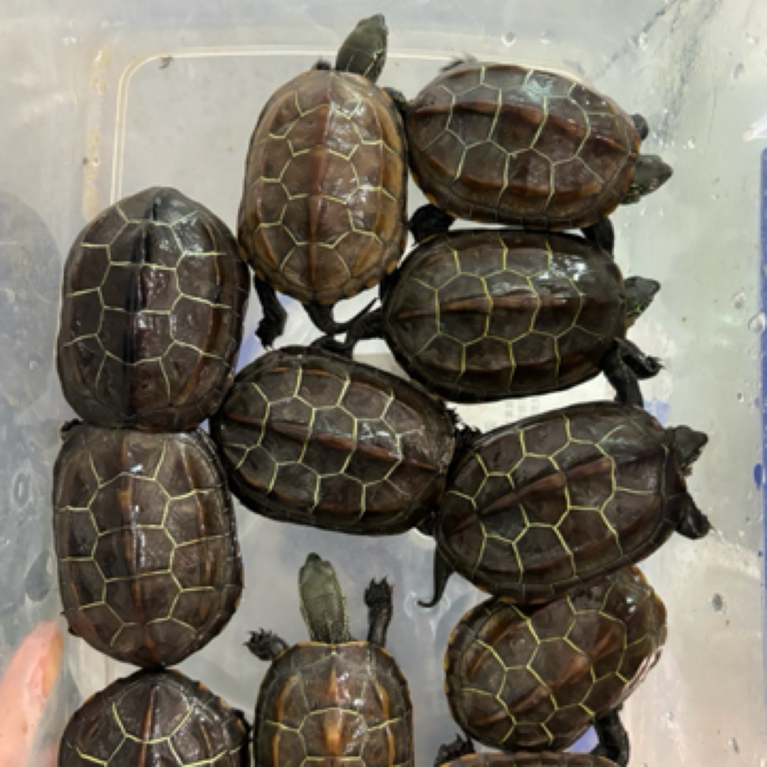 江苏金线草 苏北金线草 可爱 互动性好新奇宠物