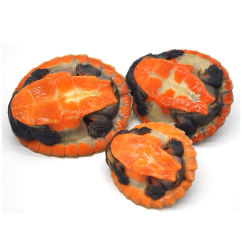 圆澳龟深水龟精品红腹圆奥侧颈龟宠物龟吃粪龟新奇宠物