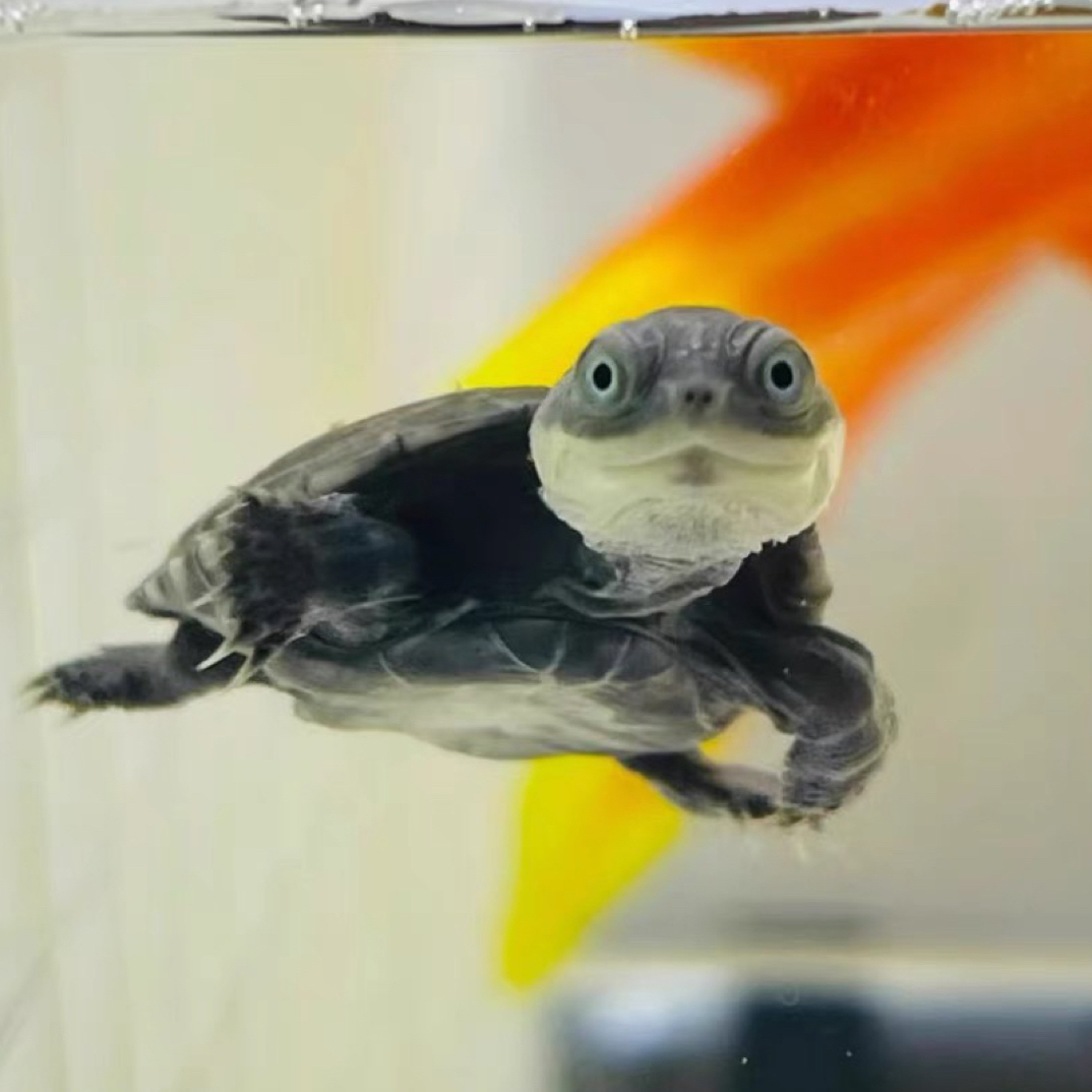 西非侧颈龟苗宠物活体沼泽侧颈龟网红龟微笑宠物造景龟仰泳龟