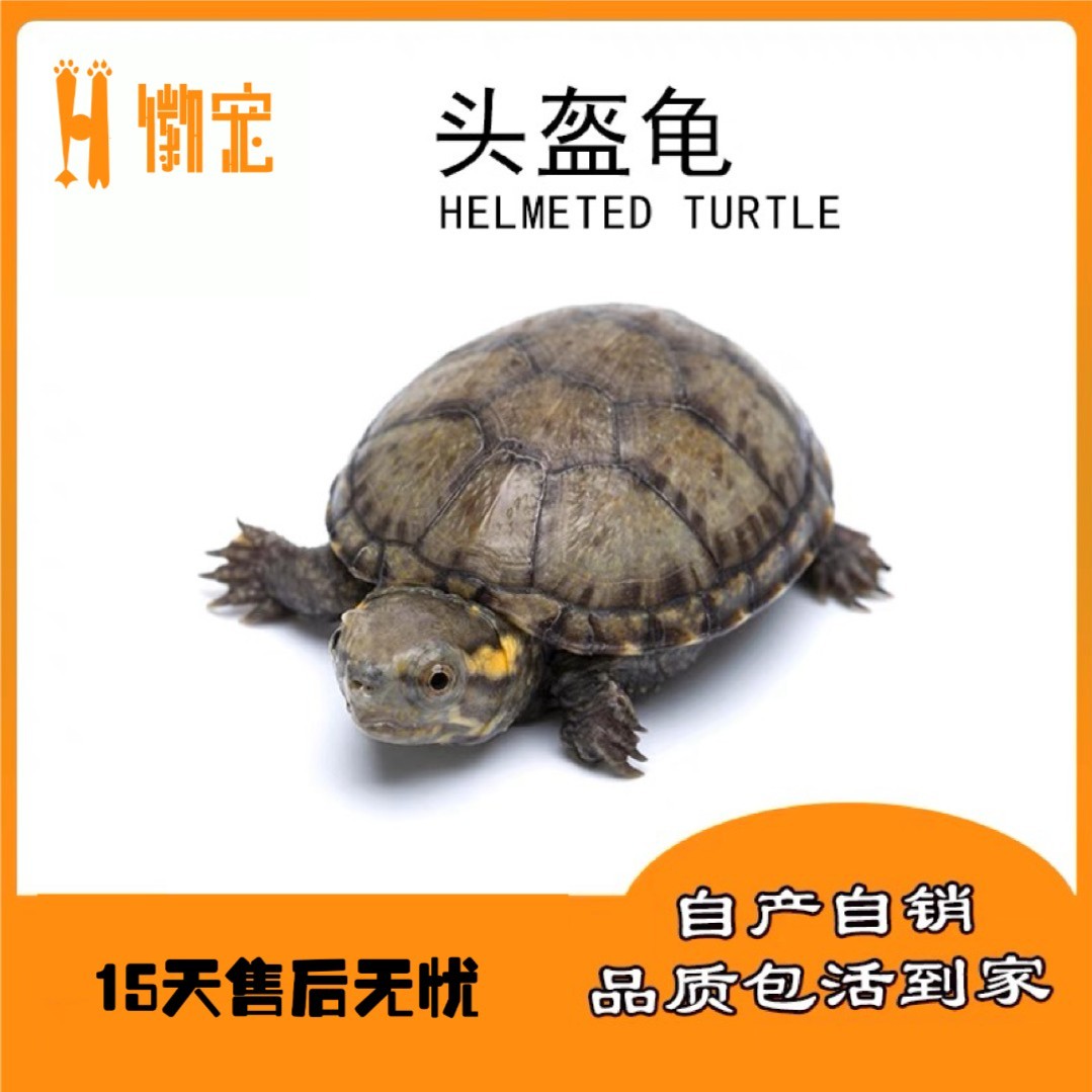头盔蛋龟 观赏龟宠物龟人工养殖 超萌好物