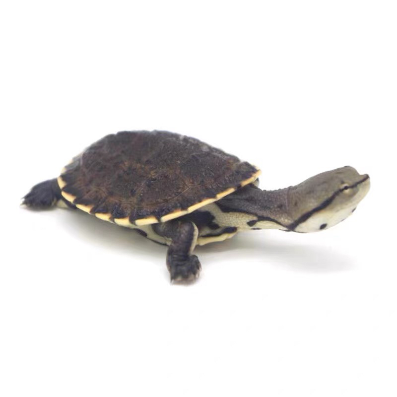 花面蟾头龟深水鱼缸可爱呆萌侧颈龟