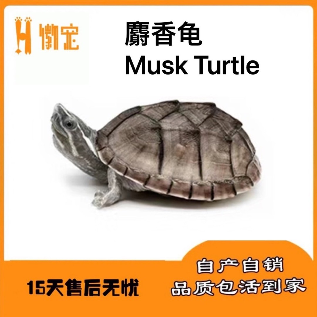 麝香龟蛋龟入门蛋龟好养易大超萌好物新奇宠物