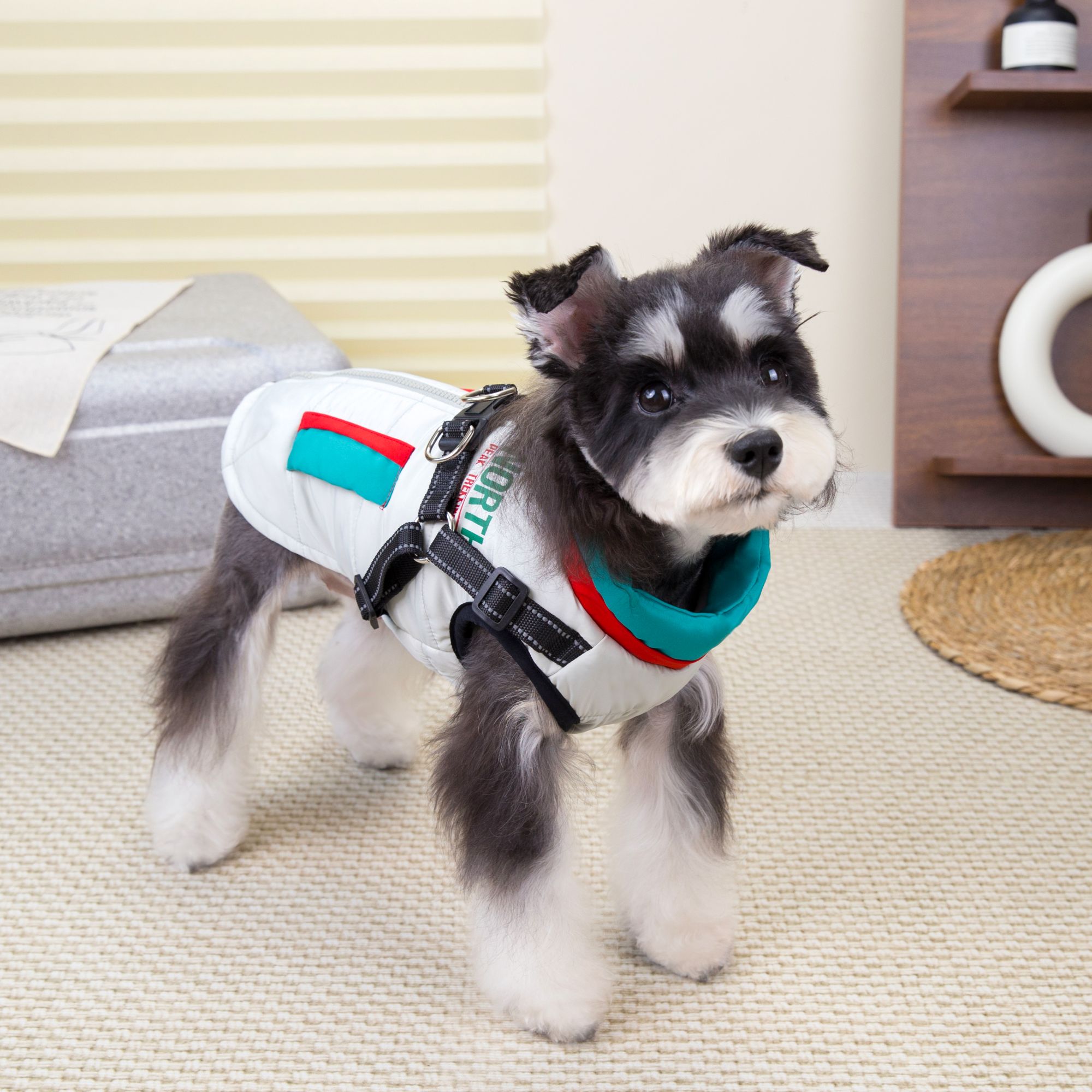 金冠宝贝秋冬上新宠物用品服装胸背一体猫狗两脚衣比熊泰迪雪纳瑞