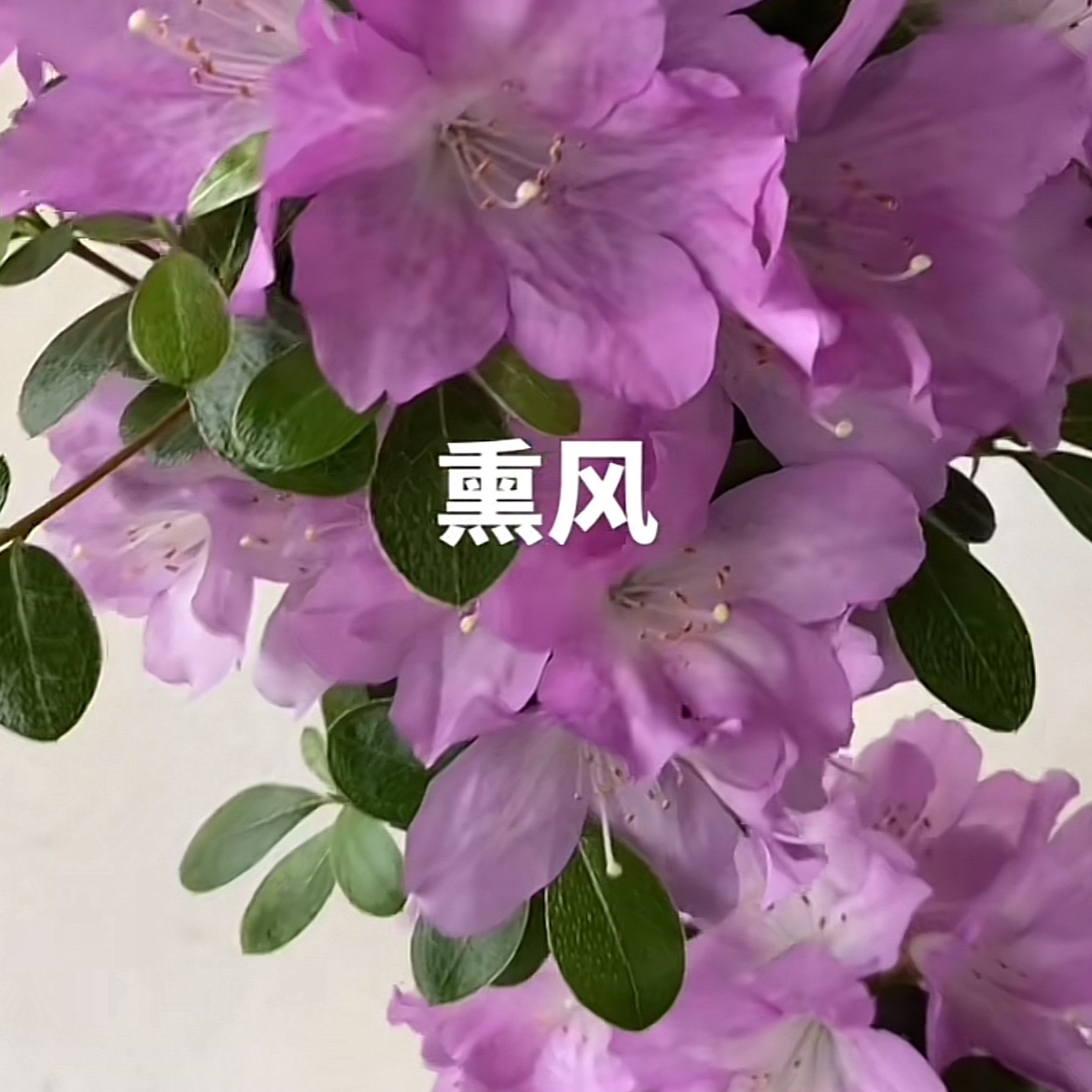 熏风杜鹃一物一拍粉红豹越南球妹