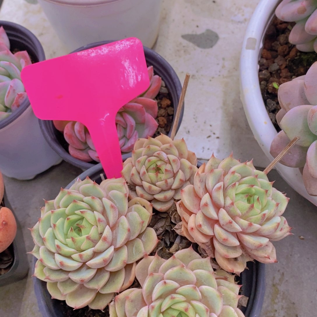 开心多肉植物多肉