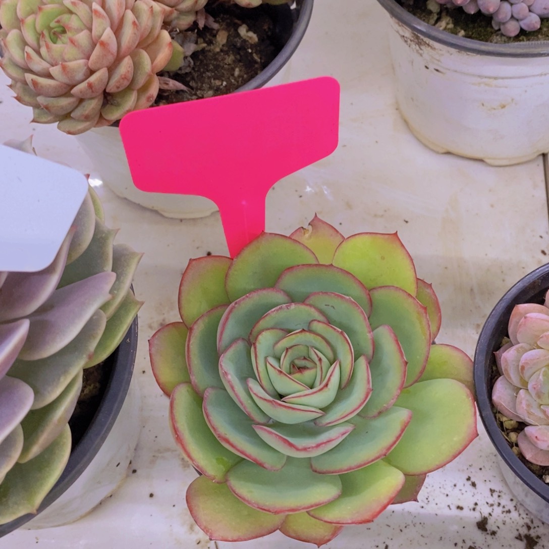 开心多肉植物多肉