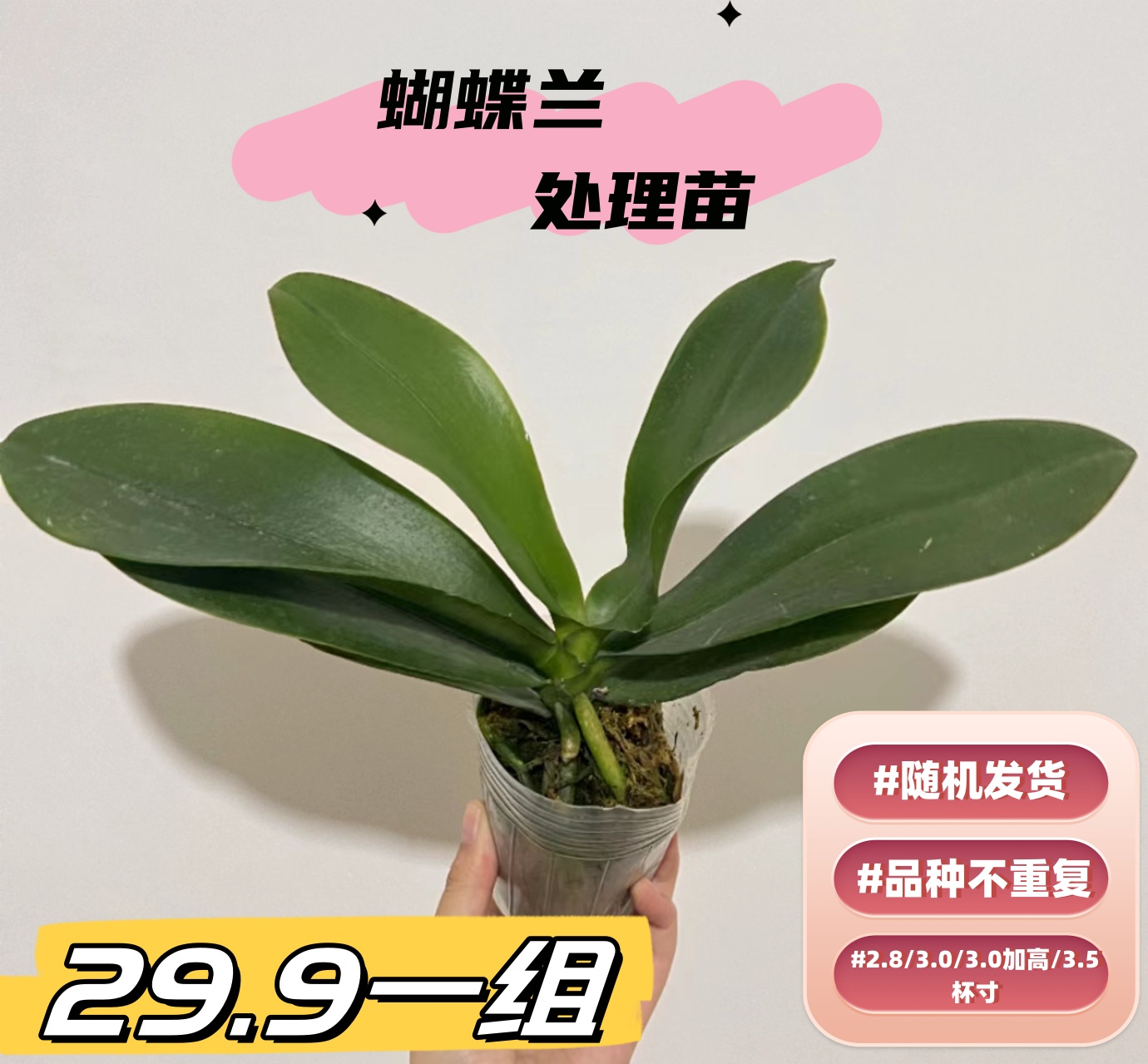 0蝴蝶兰花后苗 随机混发 没花剑有瑕疵(不指定大小，品种)【不售后！